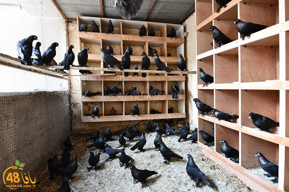 zohdi 3ashoor (17).jpeg